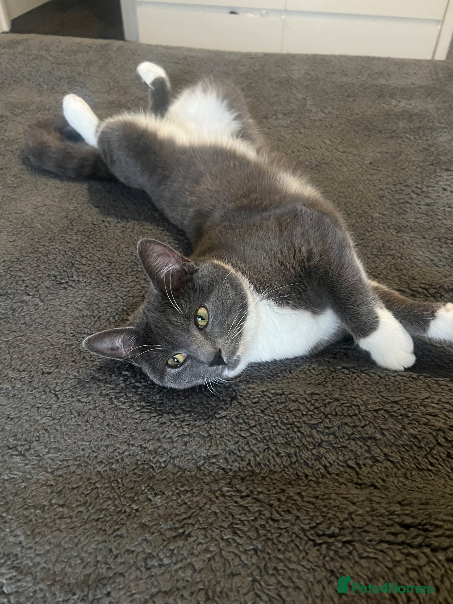 British Shorthair cats for sale: BEAUTIFUL CUTE KITTENS - Advert 1