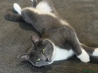 British Shorthair cats BEAUTIFUL CUTE KITTENS - Advert 1