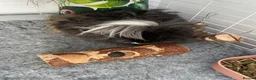 Guinea Pig rodents for sale: female guinea pig - Advert 3