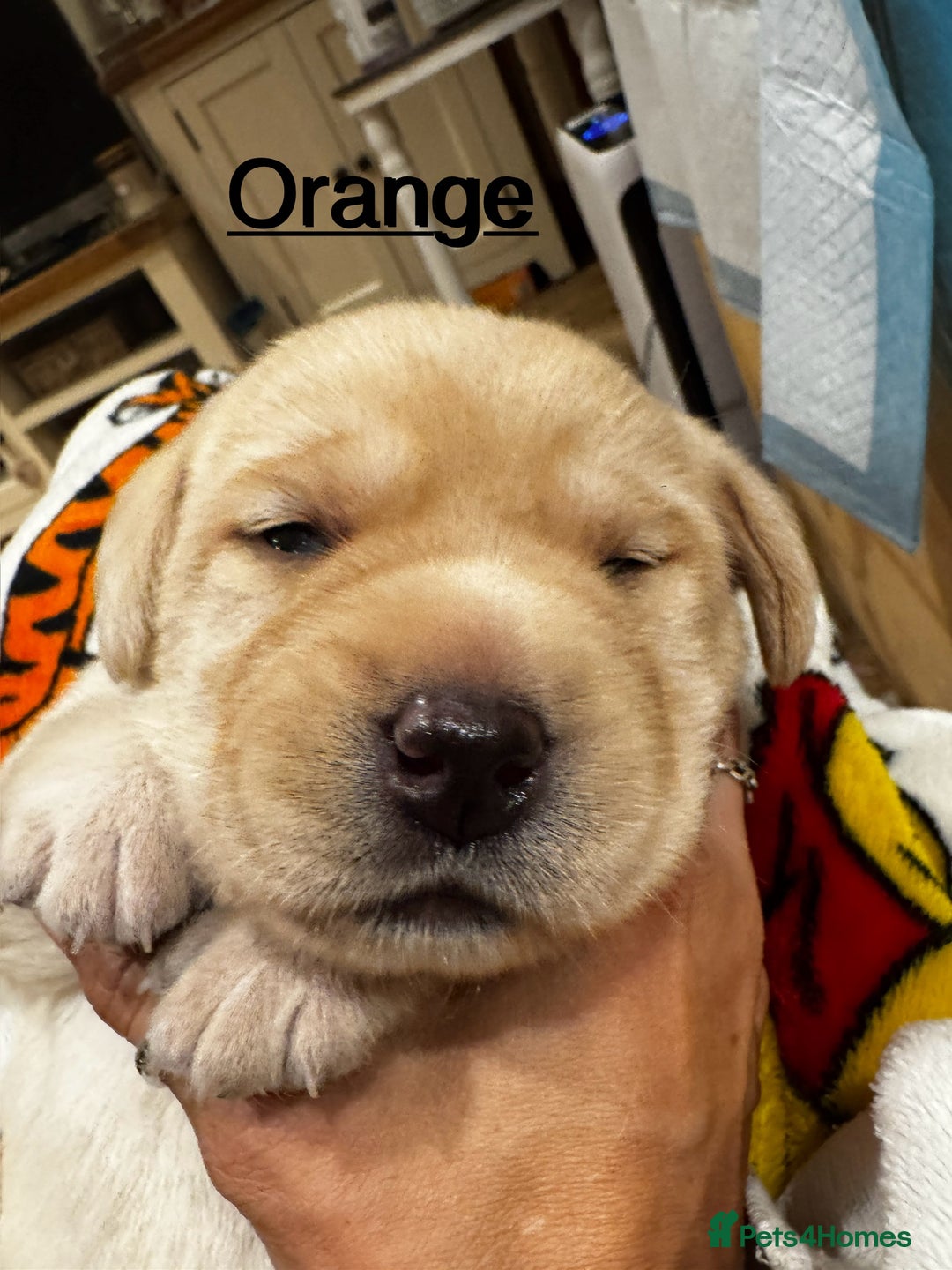 Labrador Retriever dogs for sale: English yellow Labradors  - Image 19