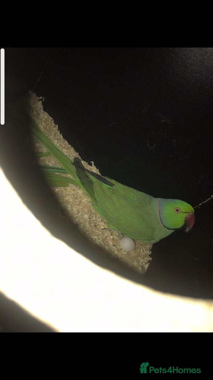 Mixed Breed birds Breeding pair of Indian ringnecks - Advert 5