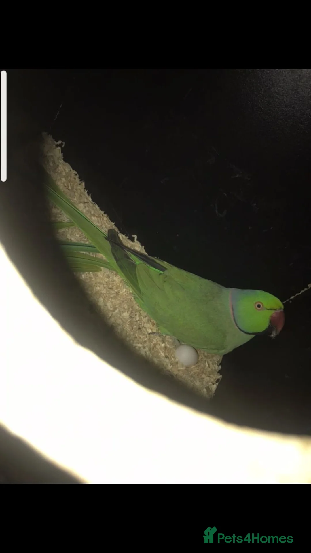 Mixed Breed birds for sale: Breeding pair of Indian ringnecks - Advert 1