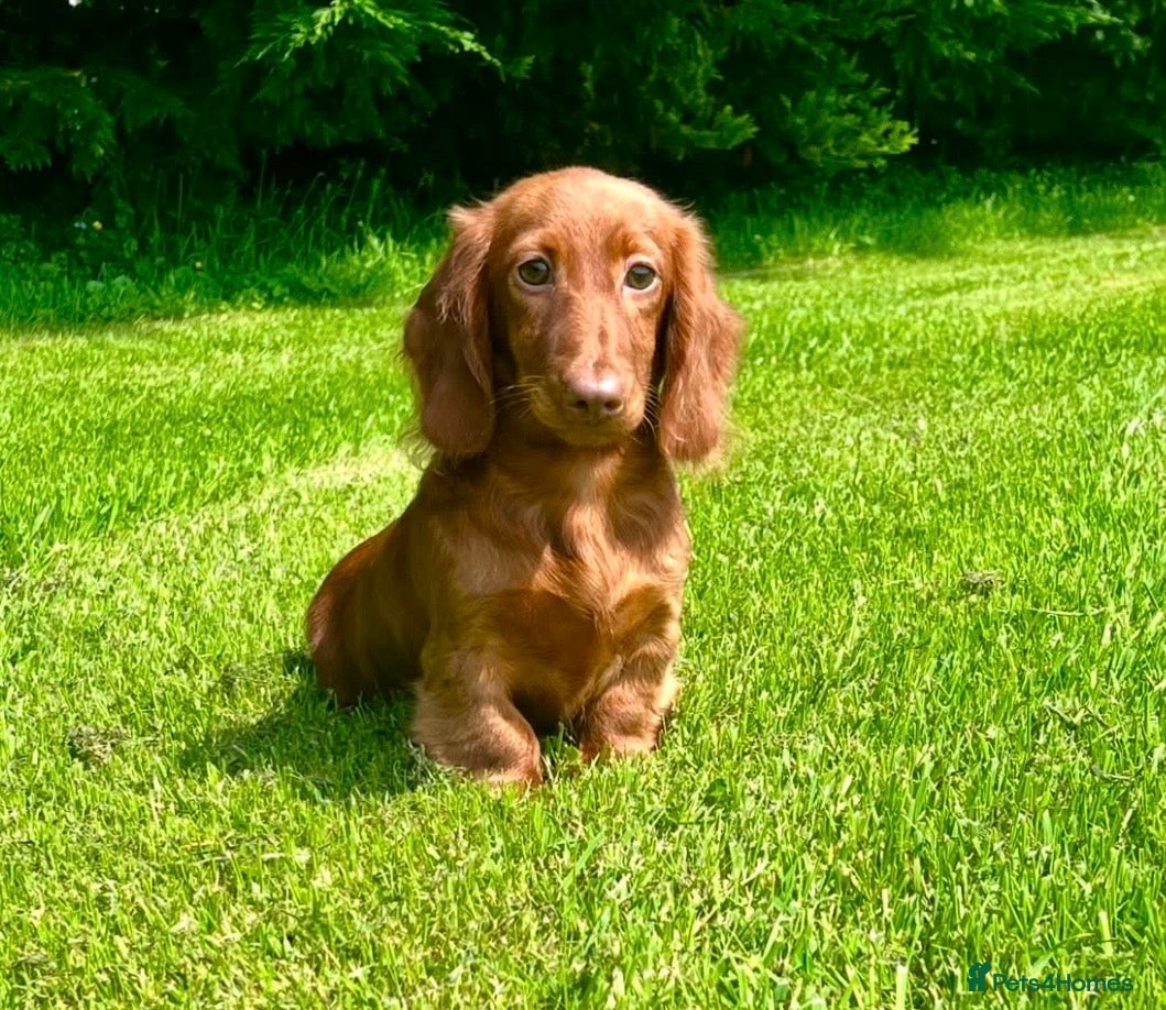 Dachshund dogs Beautiful Miniature long hair dachshund  - Advert 7