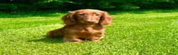 Dachshund dogs for sale: Beautiful Miniature long hair dachshund  - Advert 1