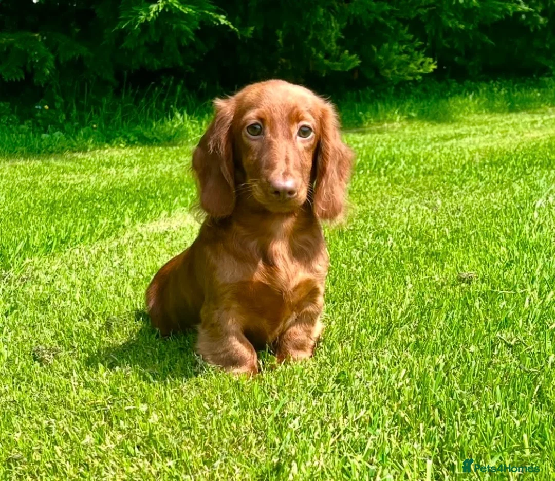 Dachshund dogs for sale: Beautiful Miniature long hair dachshund  - Advert 1
