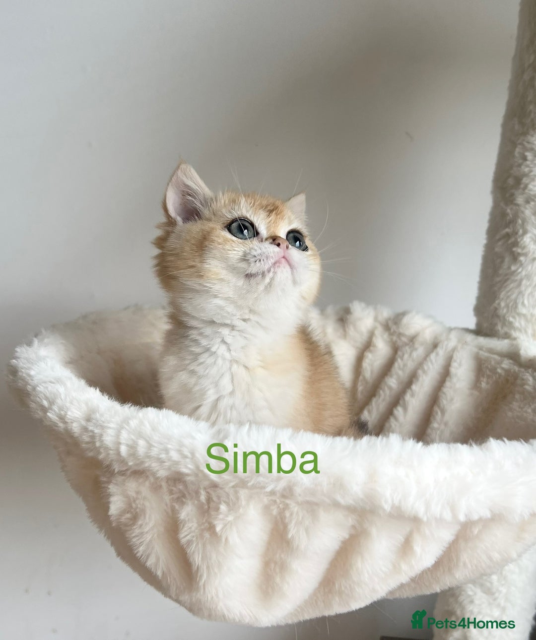 British Shorthair cats for sale: Rare NY12 British Shorthair Kittens  - Image 4