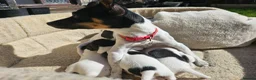 Jack Russell dogs for sale: From Our family to Yours  - Advert 8