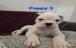 Boxer dogs for sale: KC REGISTERED Puppies-1x Gourgess Puppy available - Image 1