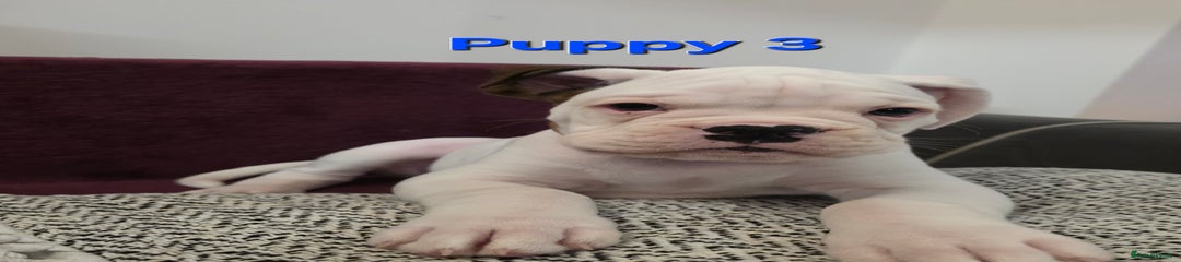 Boxer Puppy 3 - Ready to go on 16th of September