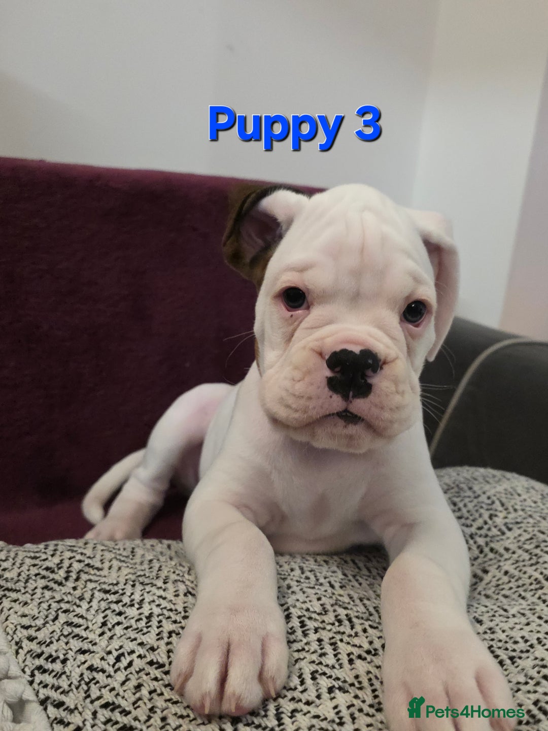 Boxer dogs for sale: KC REGISTERED Puppies-1x Gourgess Puppy available - Image 1
