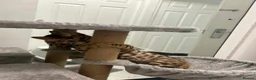Bengal cats for sale: Bengal kittens  - Advert 17