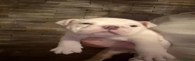English Bulldog 1