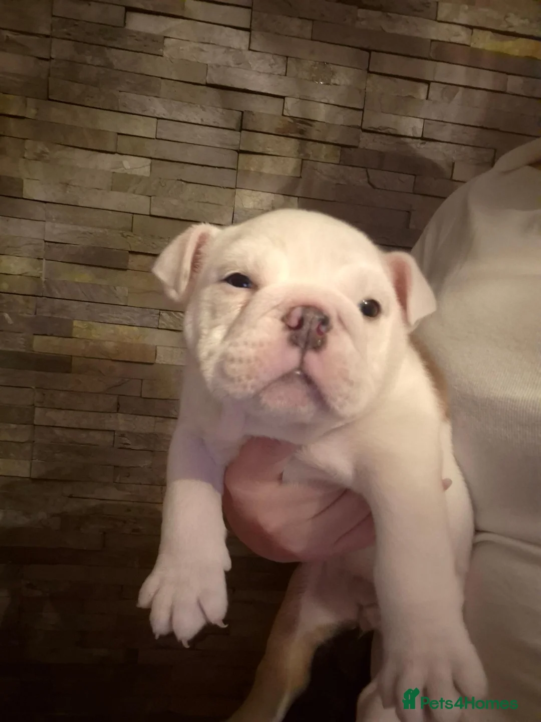 English Bulldog dogs for sale: **Chunky English Bulldog Puppies 1 male 1 female** - Advert 9