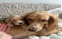 Cocker Spaniel dogs for sale: KC Registered working Cocker Spaniel Puppies  - Image 7