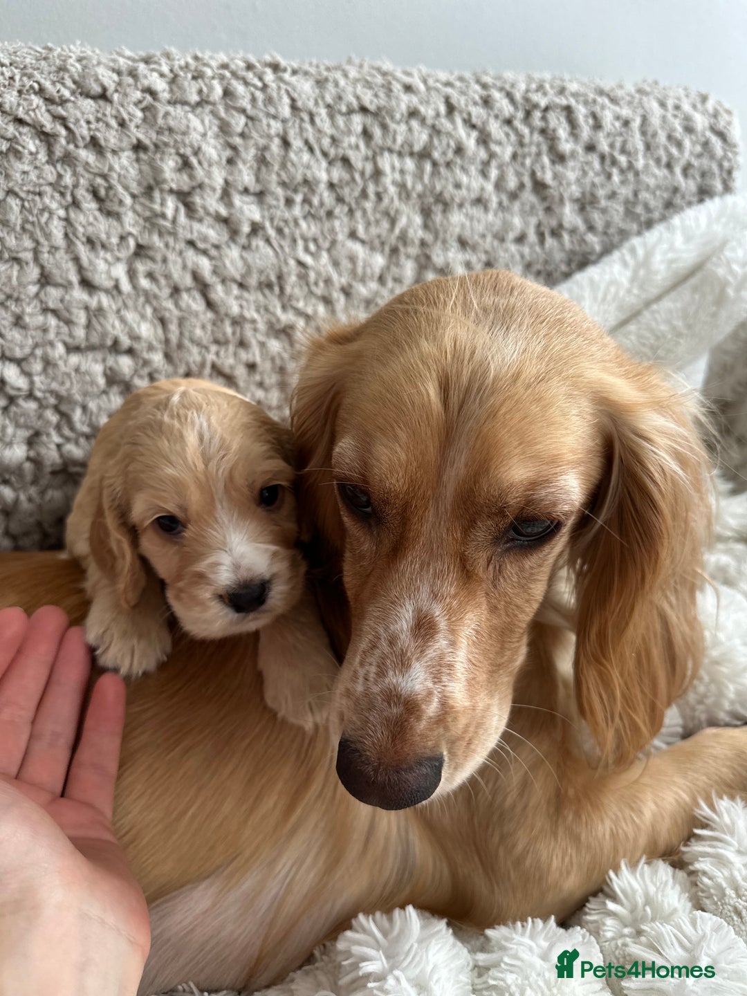 Cocker Spaniel dogs for sale: KC Registered working Cocker Spaniel Puppies  - Image 7
