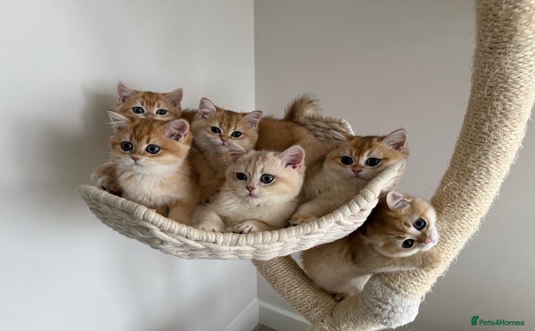 British Shorthair cats - Advert 11