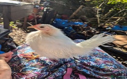 Chickens poultry for sale: 3 Small Chickens Serama hens - Image 7