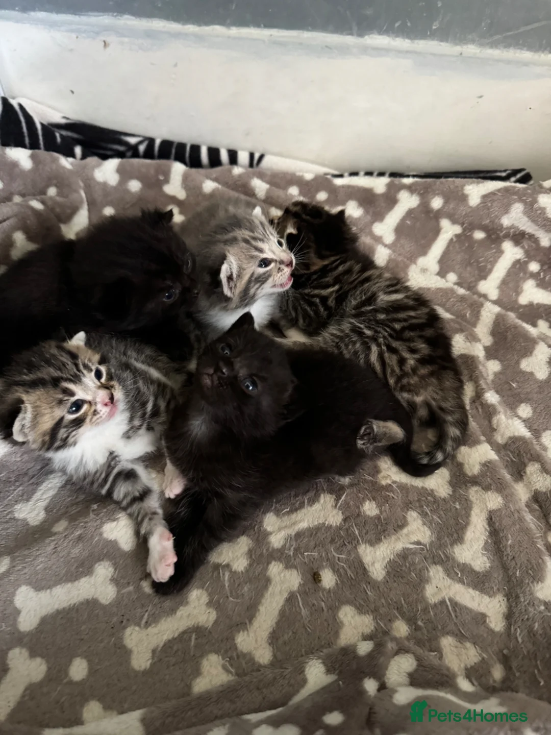 Mixed Breed cats for sale: Kittens for sale!  - Advert 6