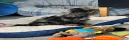 Doxiepoo dogs for sale: Stunning dachshund/poodle pups - Advert 3