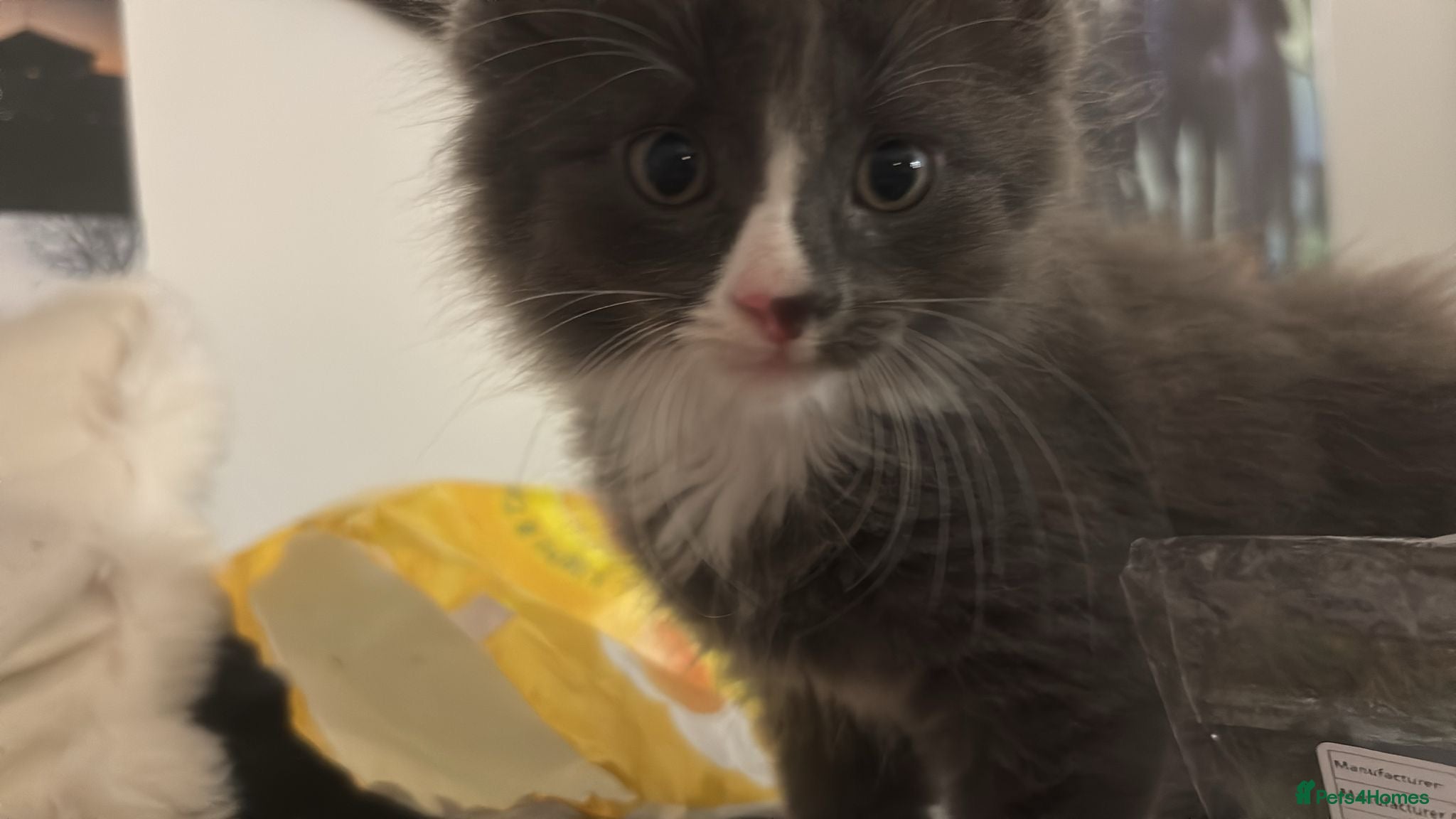 British Shorthair cats 1 fluffy grey kitten  - Advert 5