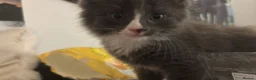 British Shorthair cats for sale: 1 fluffy grey kitten  - Advert 1