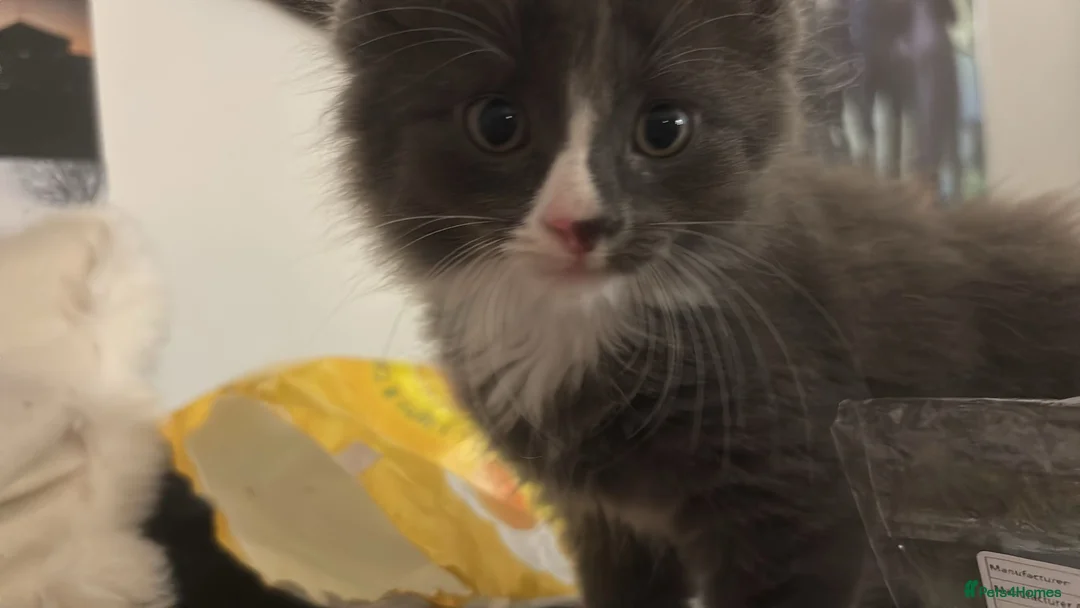 British Shorthair cats for sale: 1 fluffy grey kitten  - Advert 1