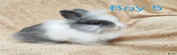 Lionhead rabbits for sale: Double mane lionhead rabbits - Advert 7