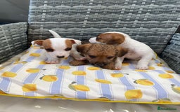 Jack Russell dogs for sale: Miniature Jack Russell puppies - Image 8