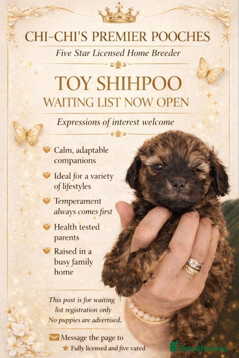 Shihpoo dogs WAITING LIST Toy shihpoo 2026 spring babies  - Advert 5