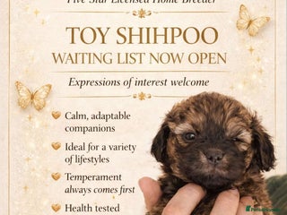 Shihpoo dogs WAITING LIST Toy shihpoo 2026 spring babies - Advert 5