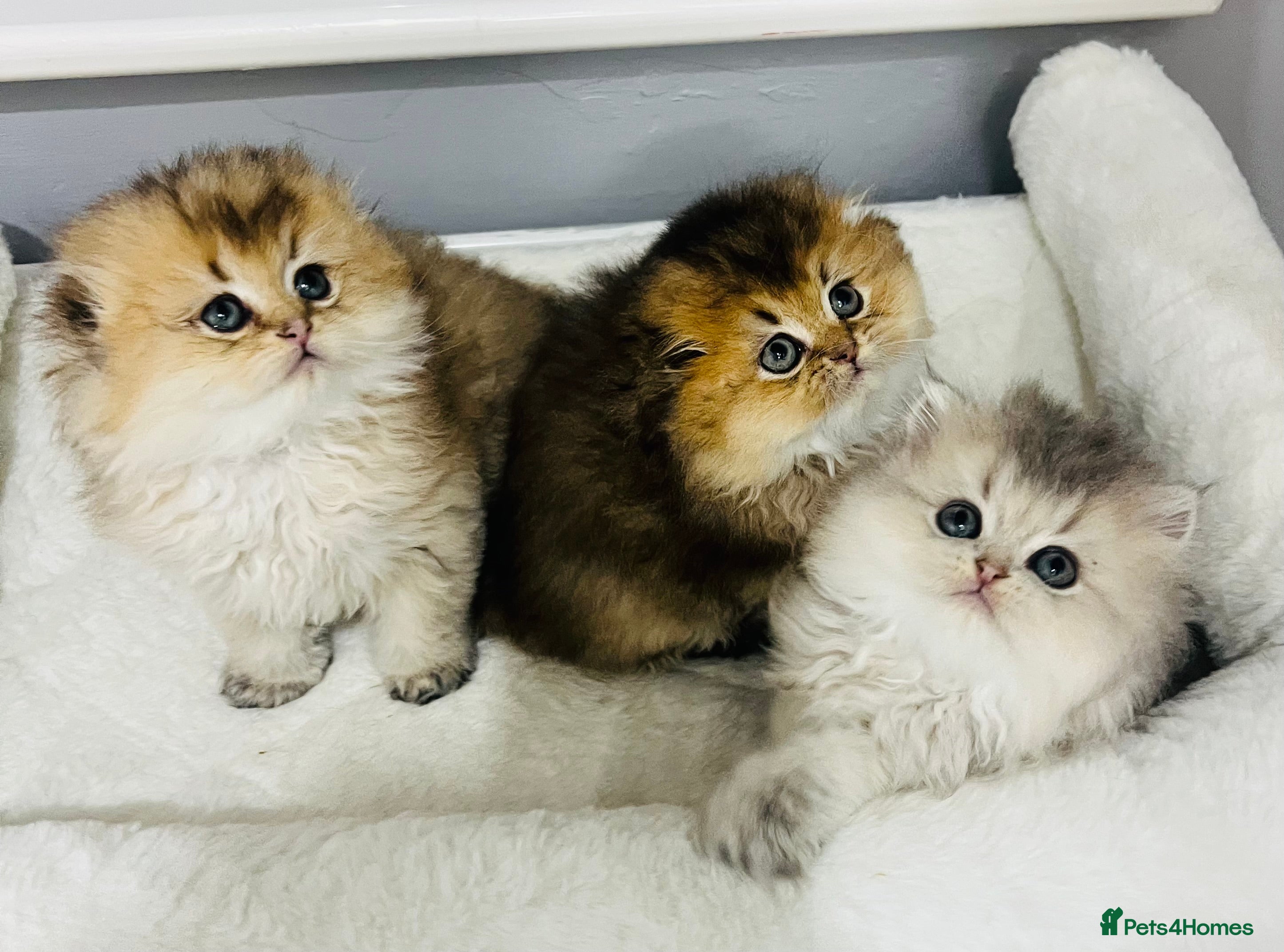 Scottish Fold cats Pedigree cutest SFLH kittens   - Advert 5