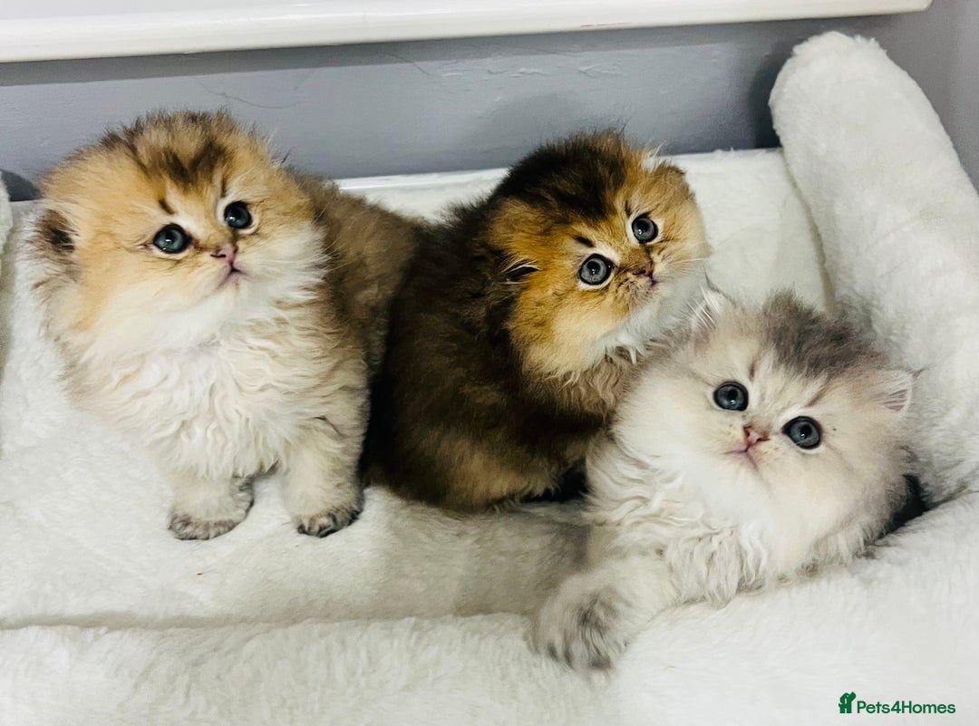 Scottish Fold cats for sale: Pedigree cutest SFLH kittens   - Advert 1