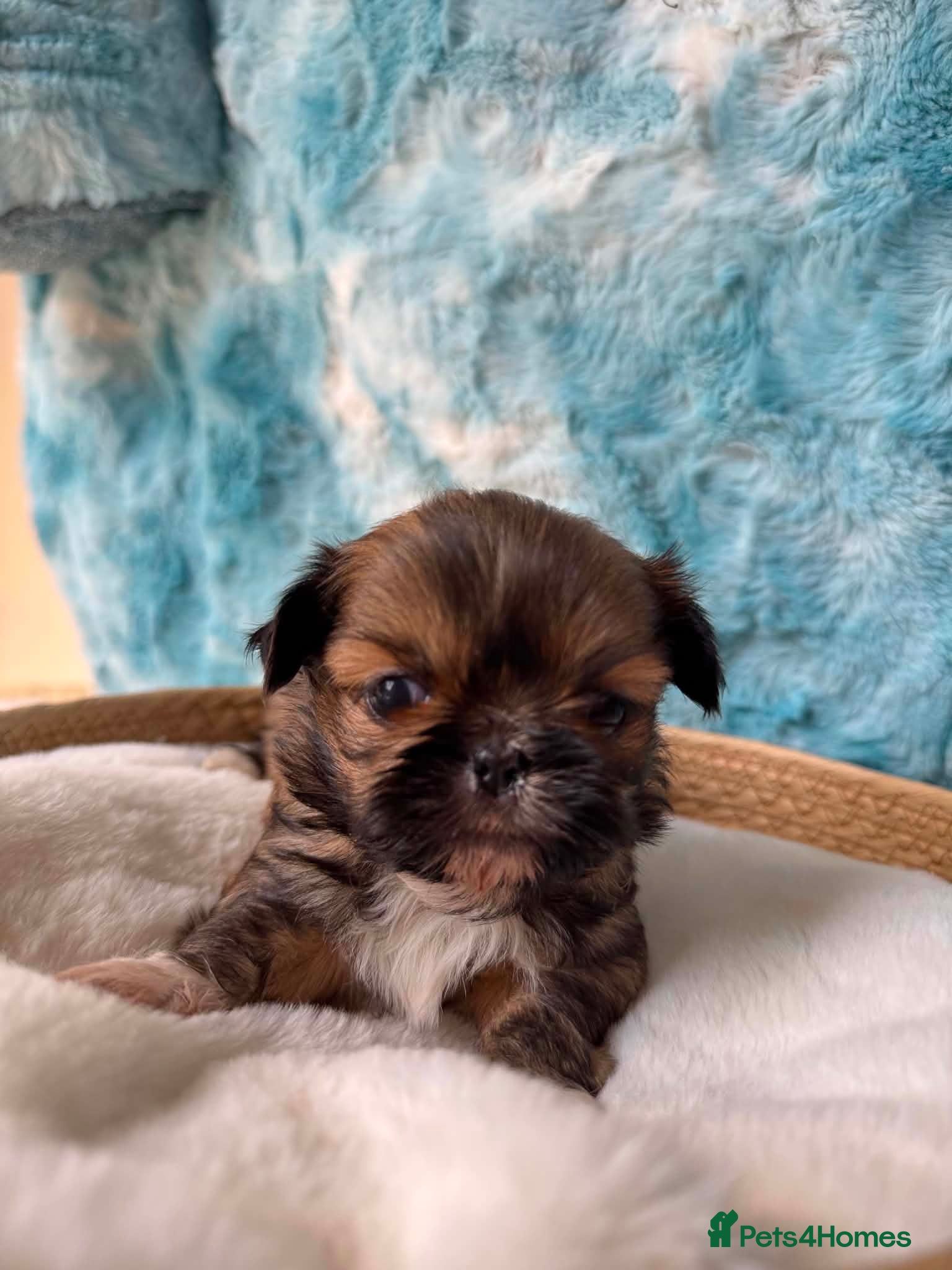 Shih Tzu dogs Stunning litter colours 😍 Imperial Shihzu babies  - Advert 2