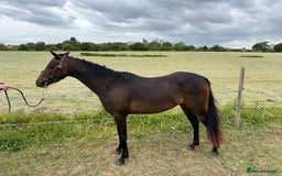 Riding pony horses for sale: 3 Year old Riding/ show pony gelding  - Image 3