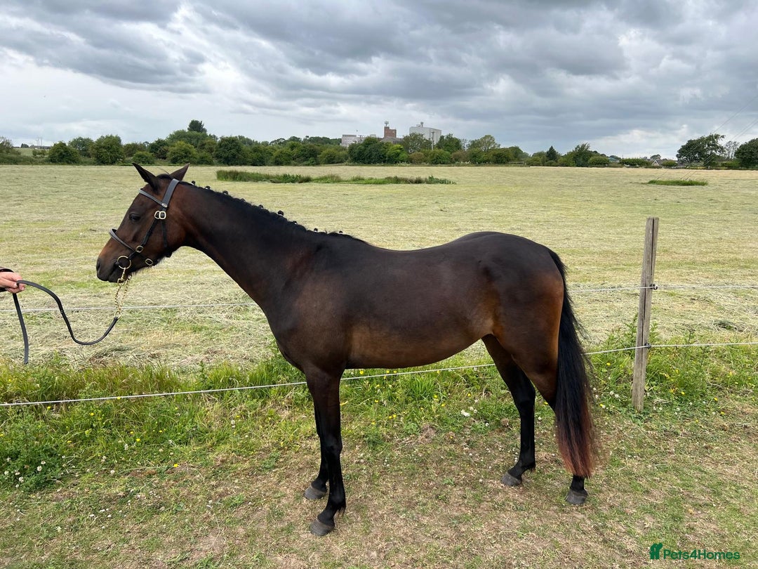 Riding pony horses for sale: 3 Year old Riding/ show pony gelding  - Image 3