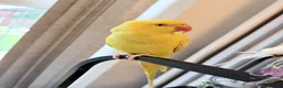 Ringnecks birds for sale: Indian ringnecks parrot for sale  - Advert 3