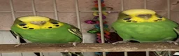 Budgerigars birds for sale: 3 budgies + cage - Advert 4