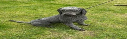 Standard Poodle dogs for sale: Kc Registered standard Poodle  - Advert 3