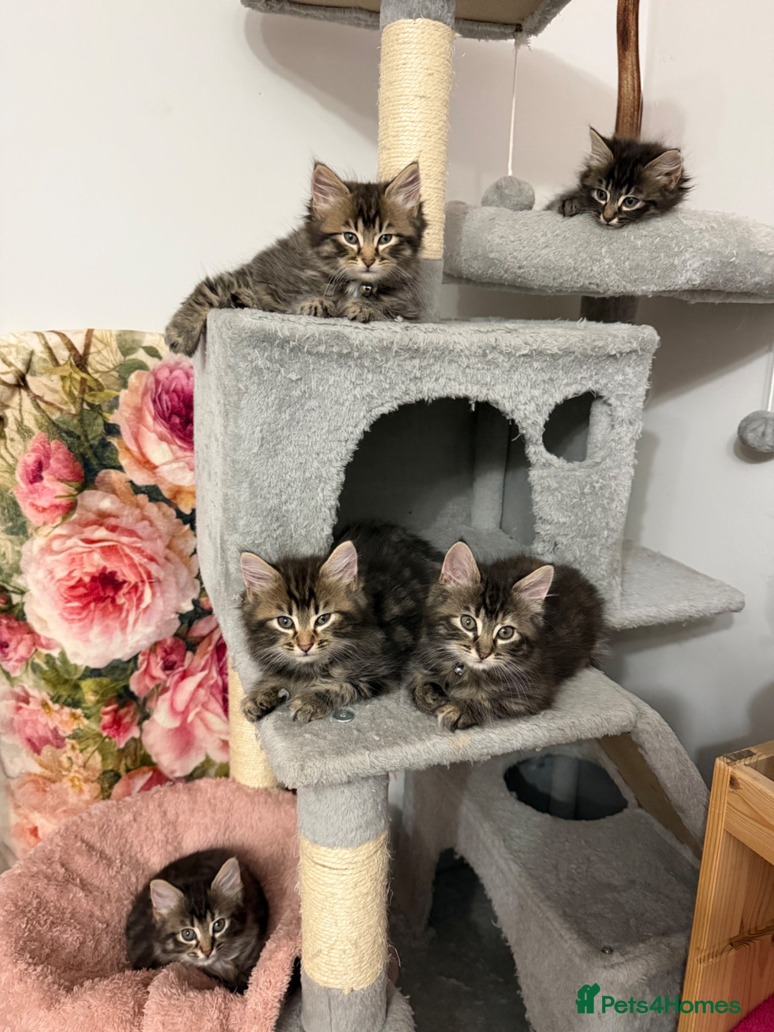 LaPerm cats ❤️Gorgeous LaPerms Ready Now❤️ - Advert 11