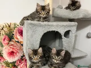 LaPerm cats ❤️Gorgeous LaPerms Ready Now❤️ - Advert 11