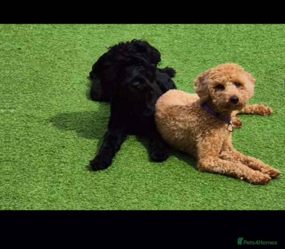Cockapoo dogs for sale: 7 Cockapoo puppies - Advert 4