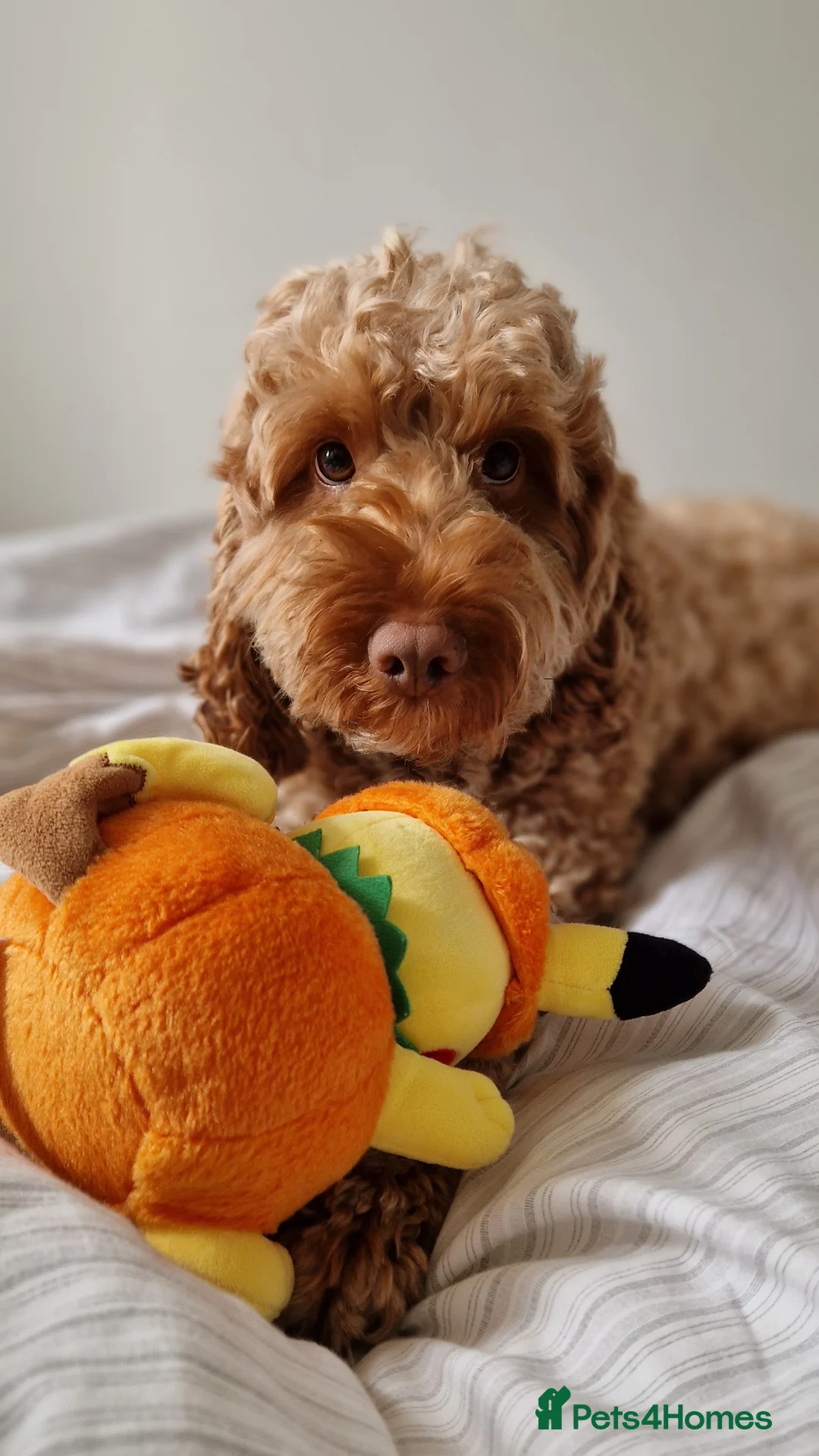 Cockapoo dogs for stud: *PROVEN* DNA TESTED F/F Gene Red Cockapoo Stud in Coventry - Advert 2