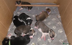 Mixed Breed dogs for sale: Beautiful collie x kelpie puppies  - Image 18