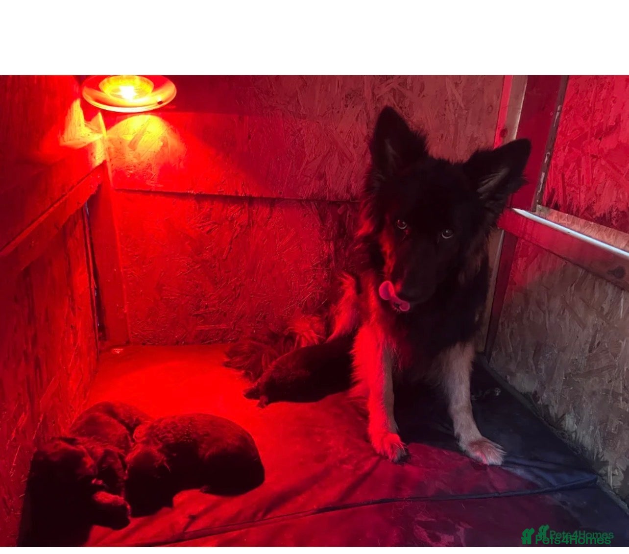 Golden Shepherd dogs 5 German Shepherd puppies long coat  - Advert 5