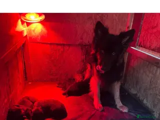 Golden Shepherd dogs 5 German Shepherd puppies long coat - Advert 5