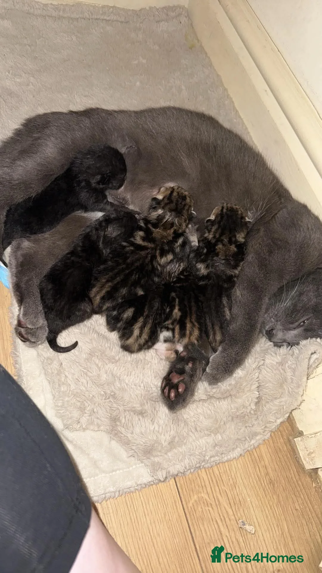 British Shorthair cats for sale: 2 British short hair cross  - Advert 2