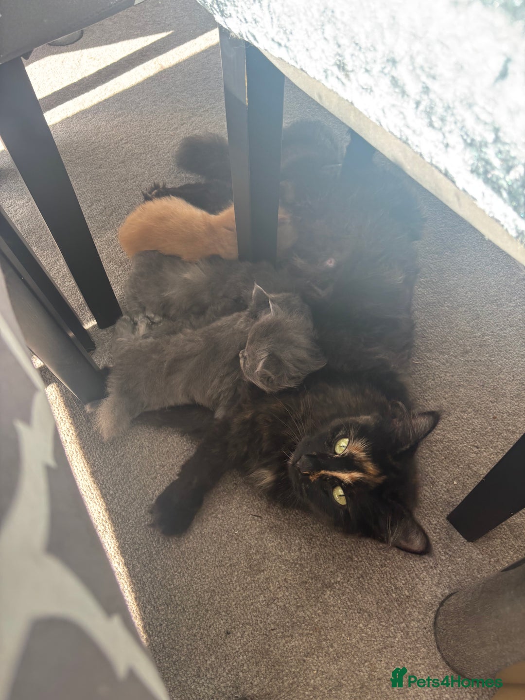 Mixed Breed cats for sale: Beautiful half Persian kittens - Image 14