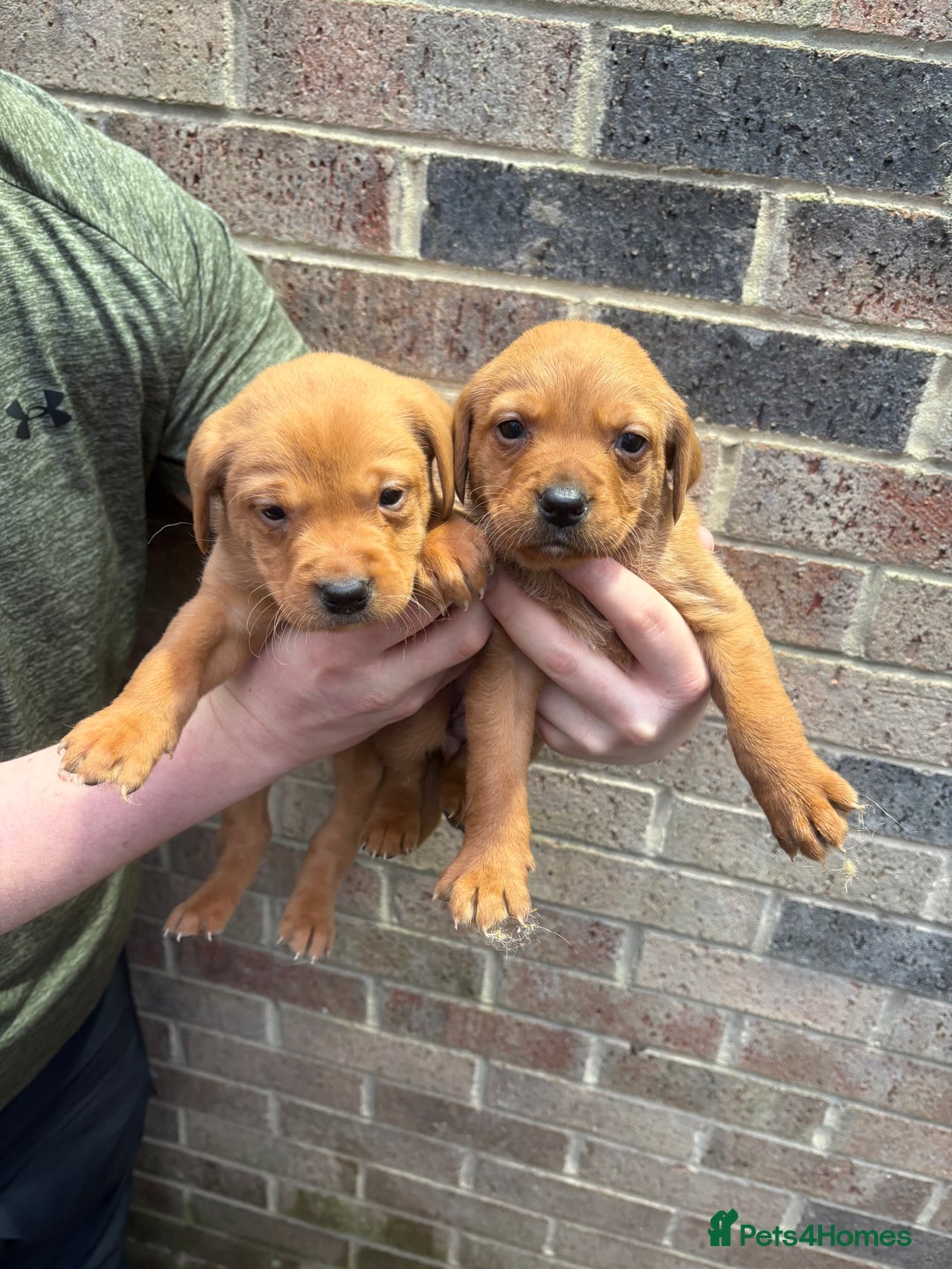 Labrador Retriever dogs for sale: Kc fox red Labrador puppies 4 boys ready to go  - Advert 21