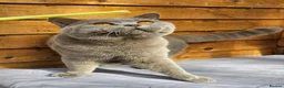 British Shorthair cats for sale: Gccf Lilac Male 12 mths old - Advert 2