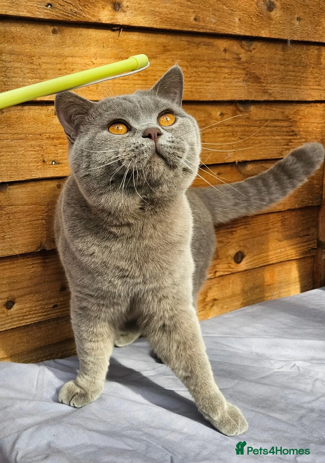 British Shorthair cats for sale: Gccf Lilac Male 12 mths old - Advert 2